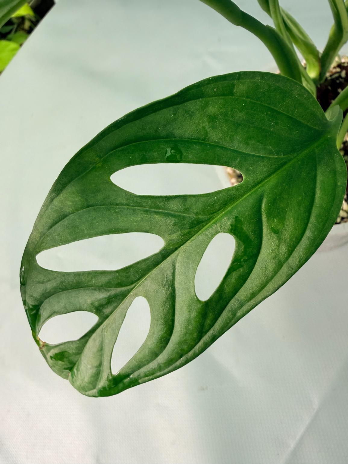 Monstera Adansonii Variegata XL 10
