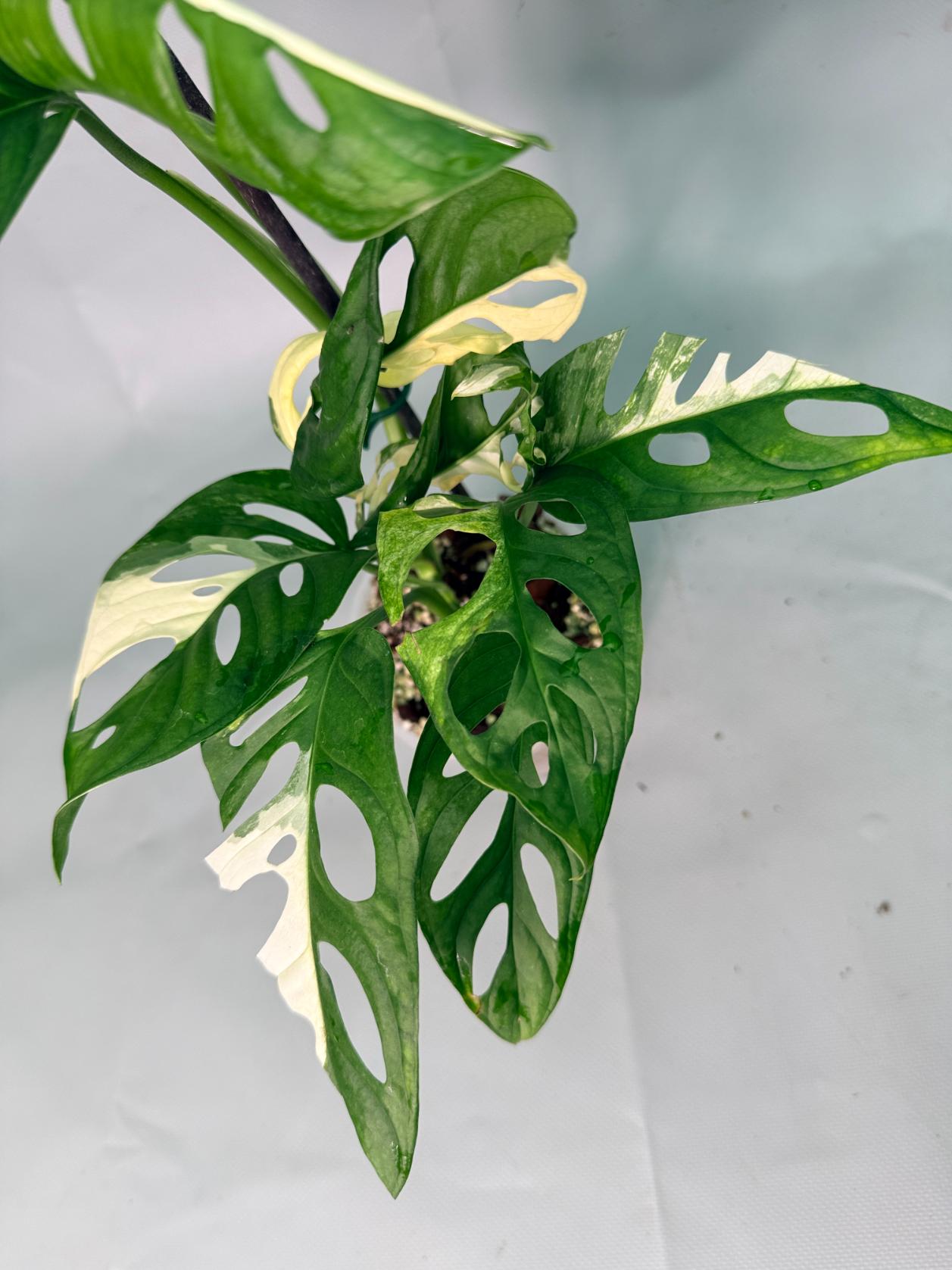 Monstera Adansonii Variegata XL 11