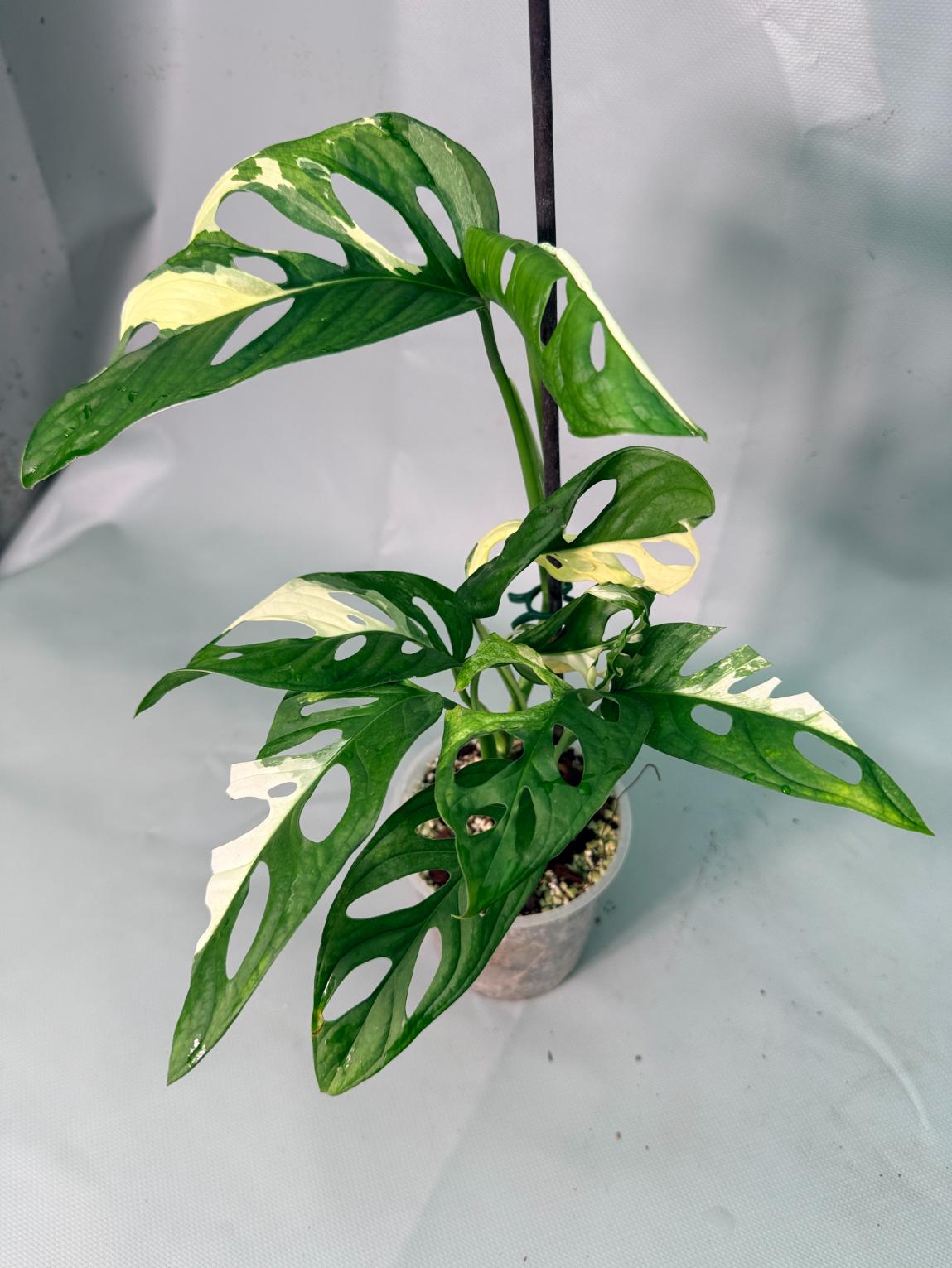 Monstera Adansonii Variegata XL 12