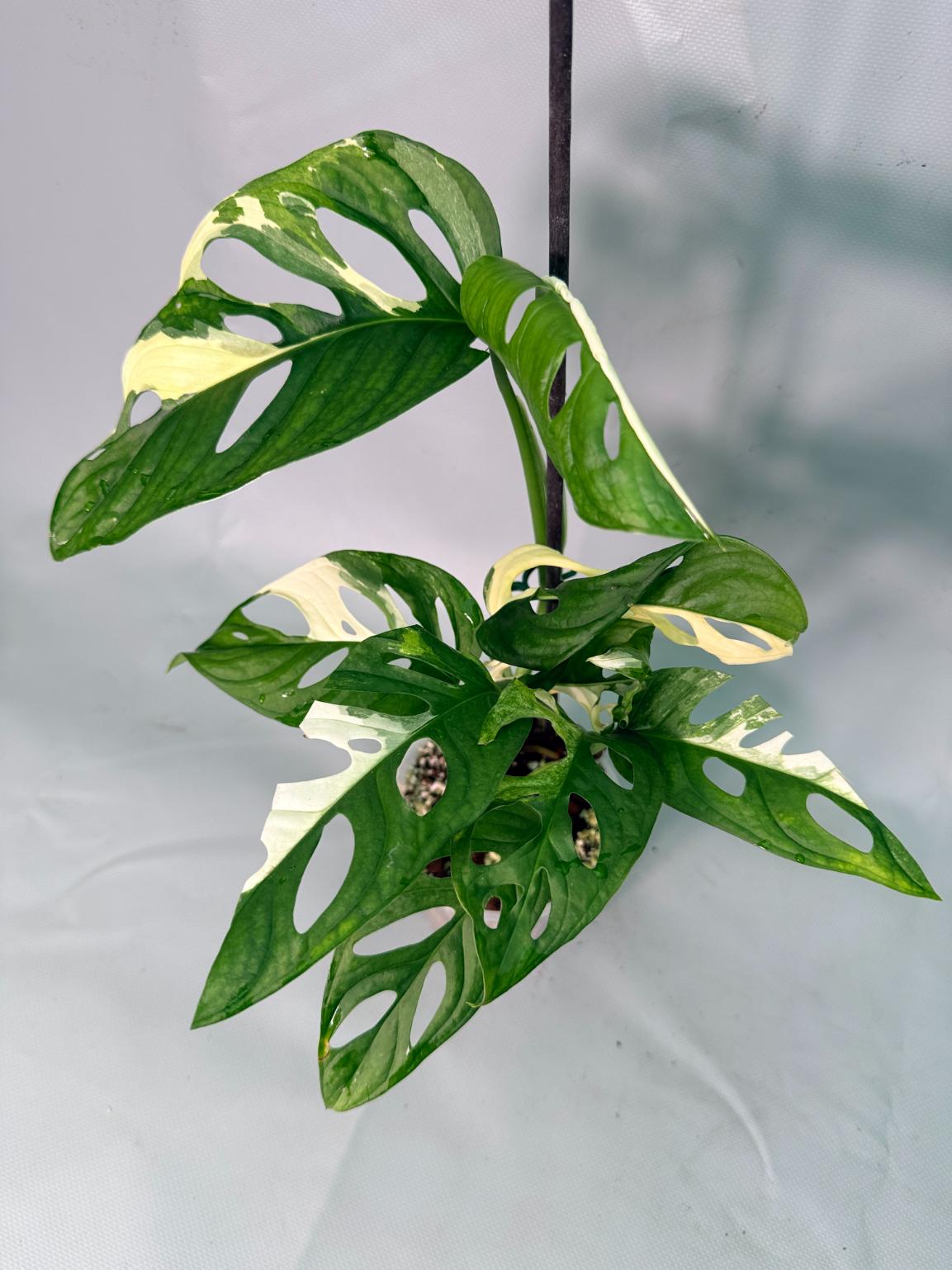 Monstera Adansonii Variegata XL 02