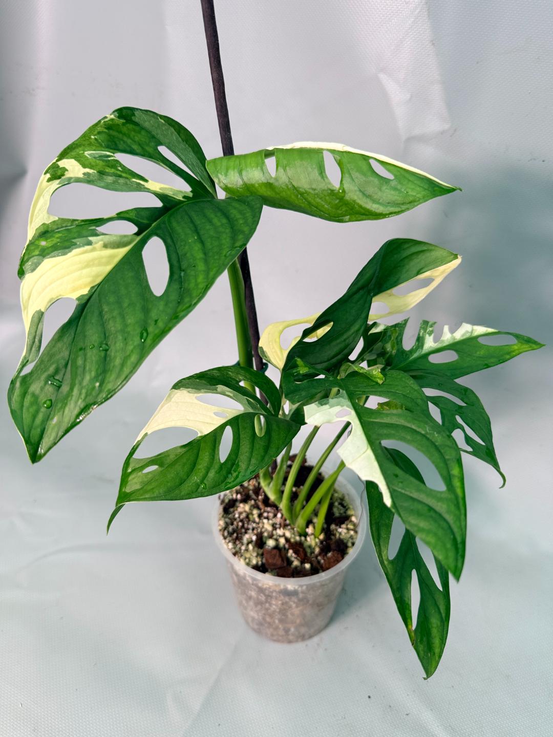 Monstera Adansonii Variegata XL 01