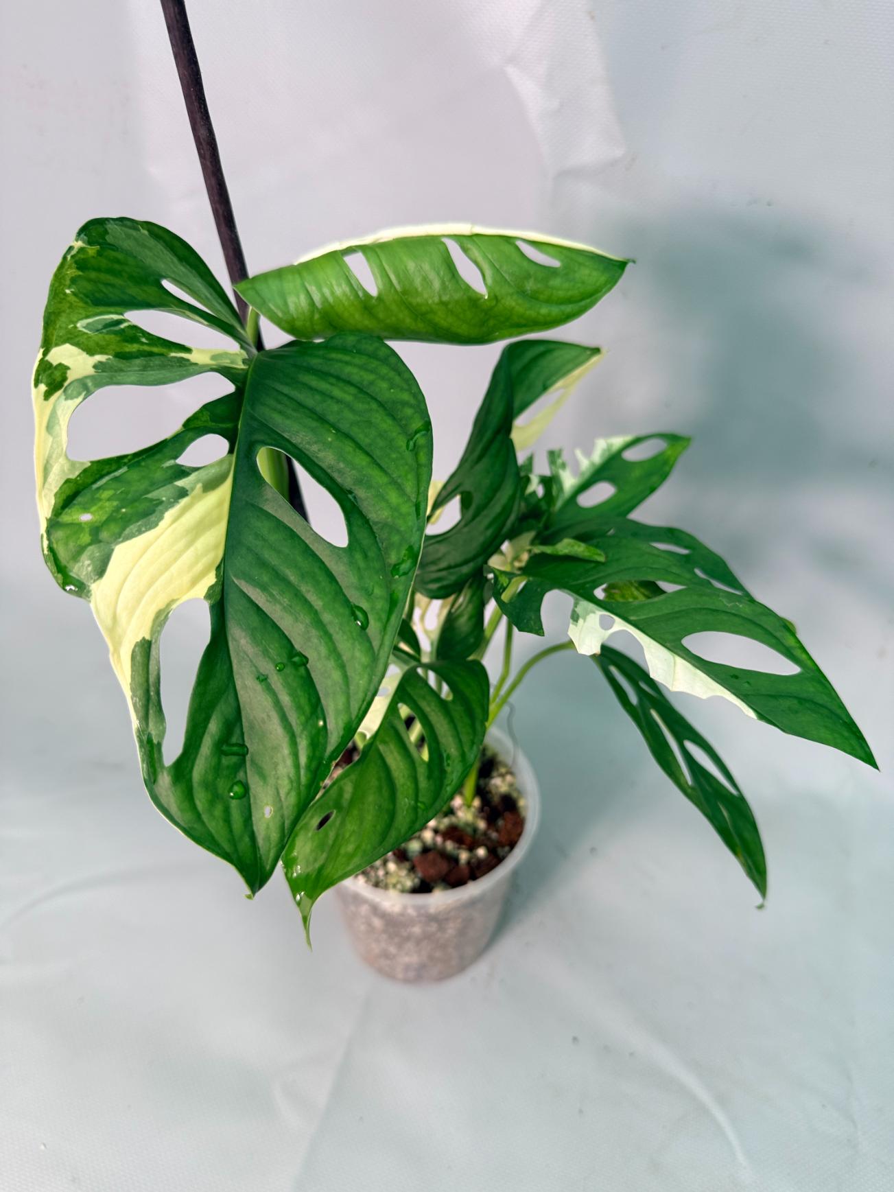 Monstera Adansonii Variegata XL 03