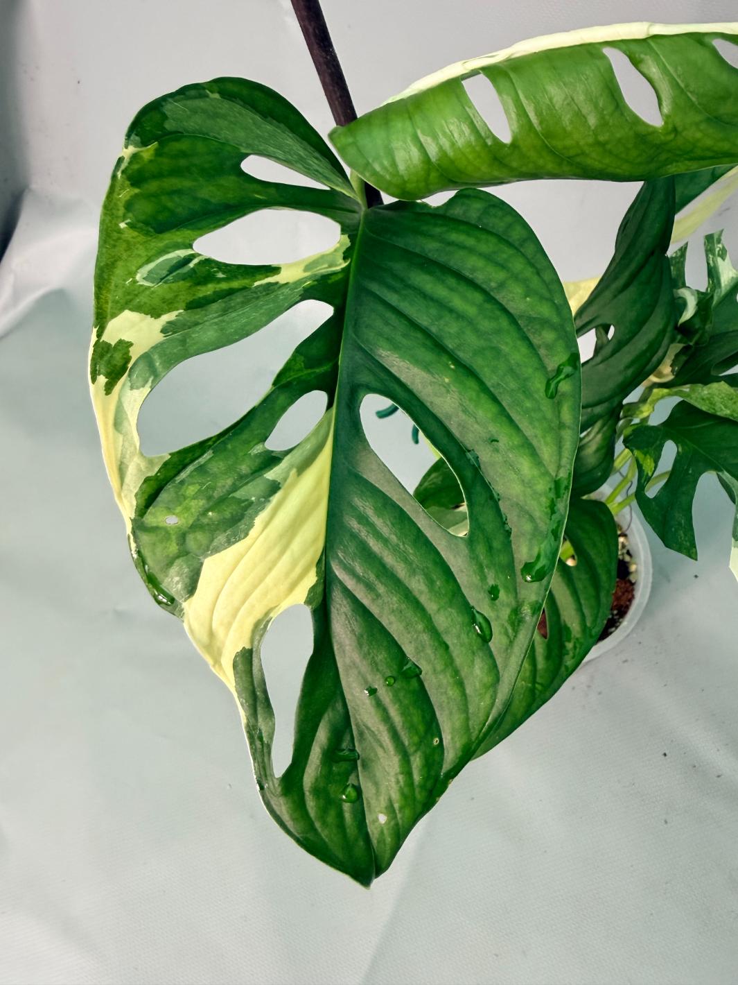 Monstera Adansonii Variegata XL 04