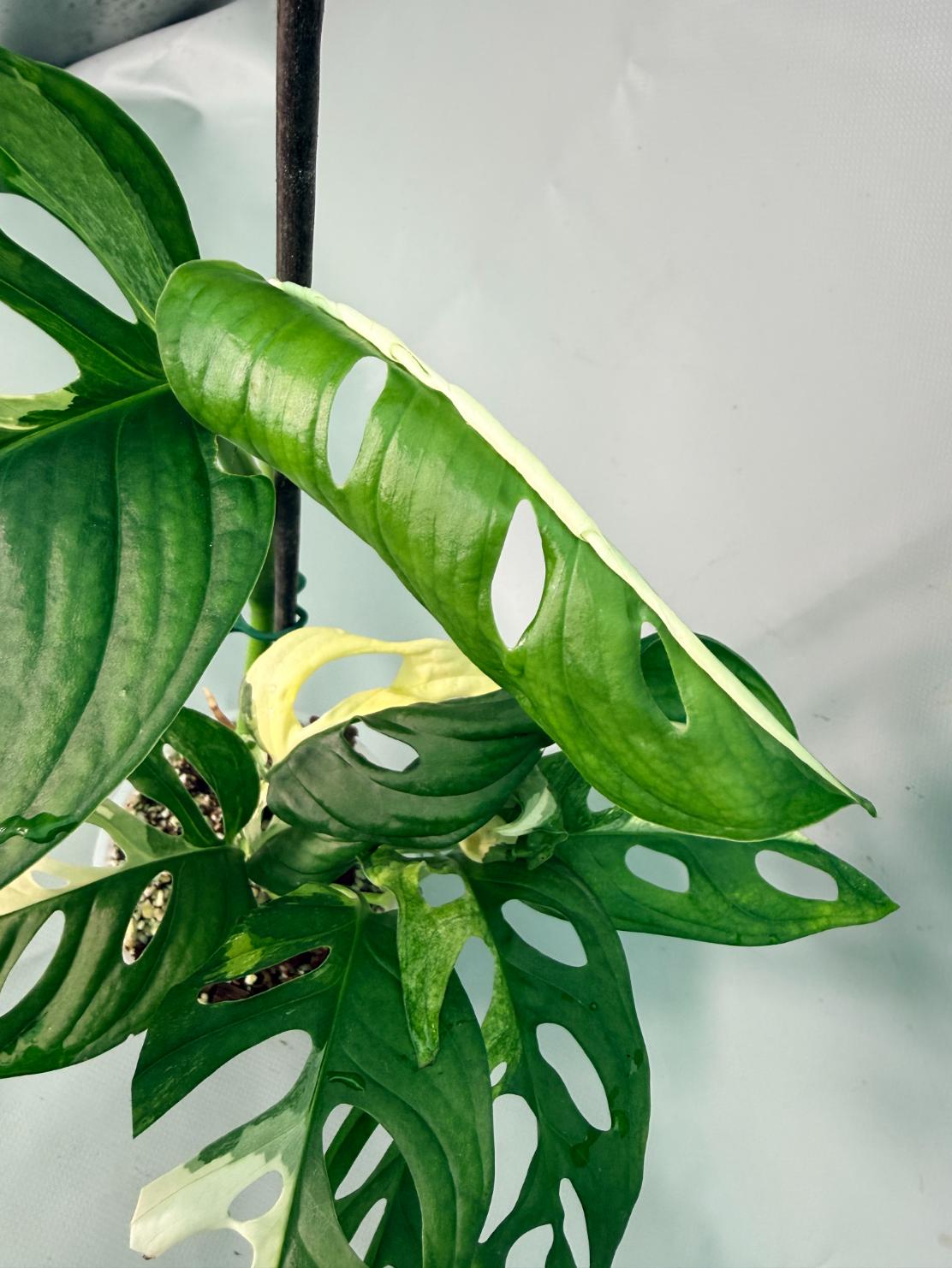 Monstera Adansonii Variegata XL 05
