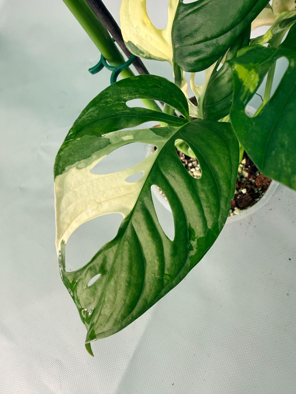 Monstera Adansonii Variegata XL 06
