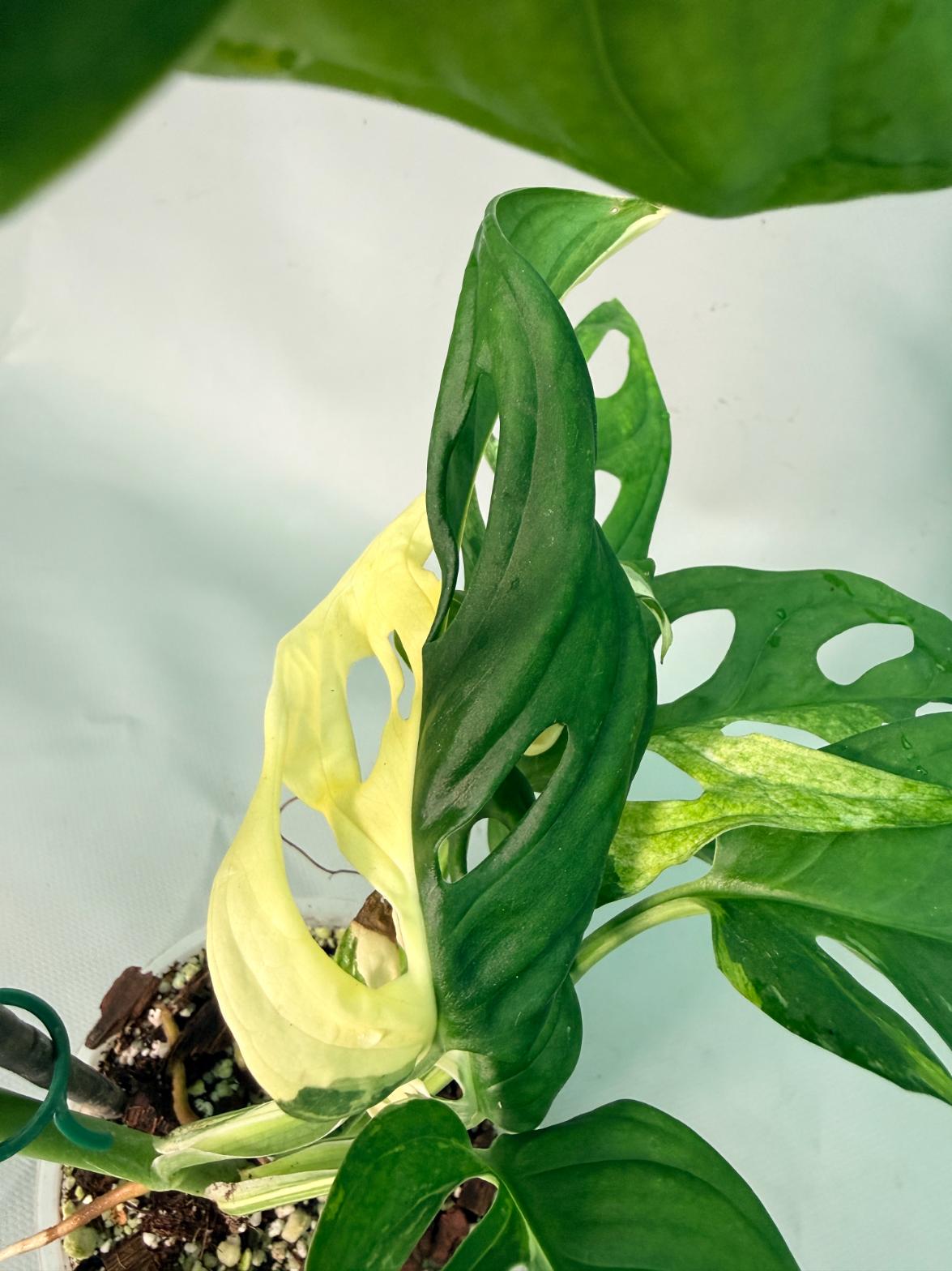 Monstera Adansonii Variegata XL 07