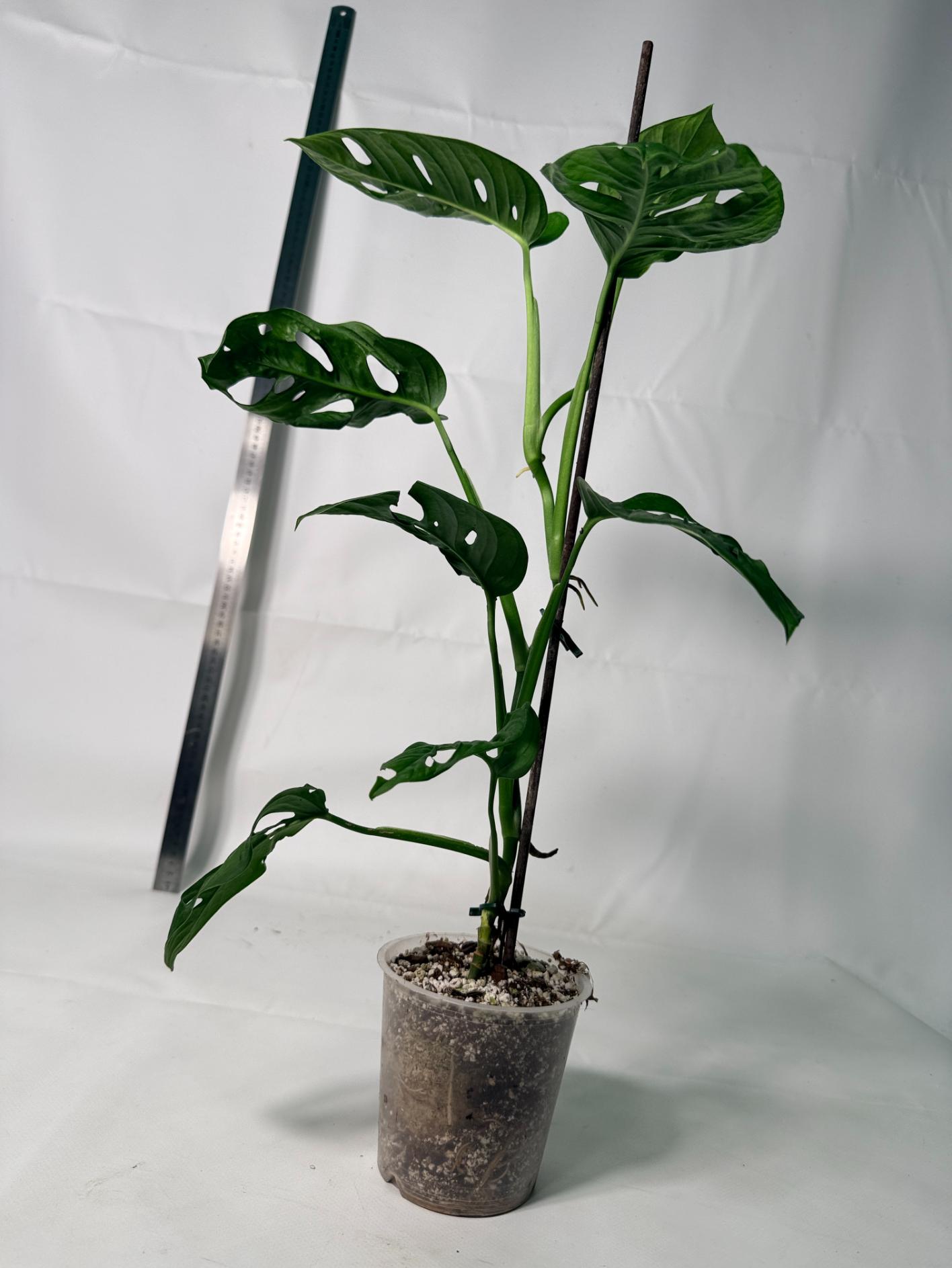 Monstera Adansonii 