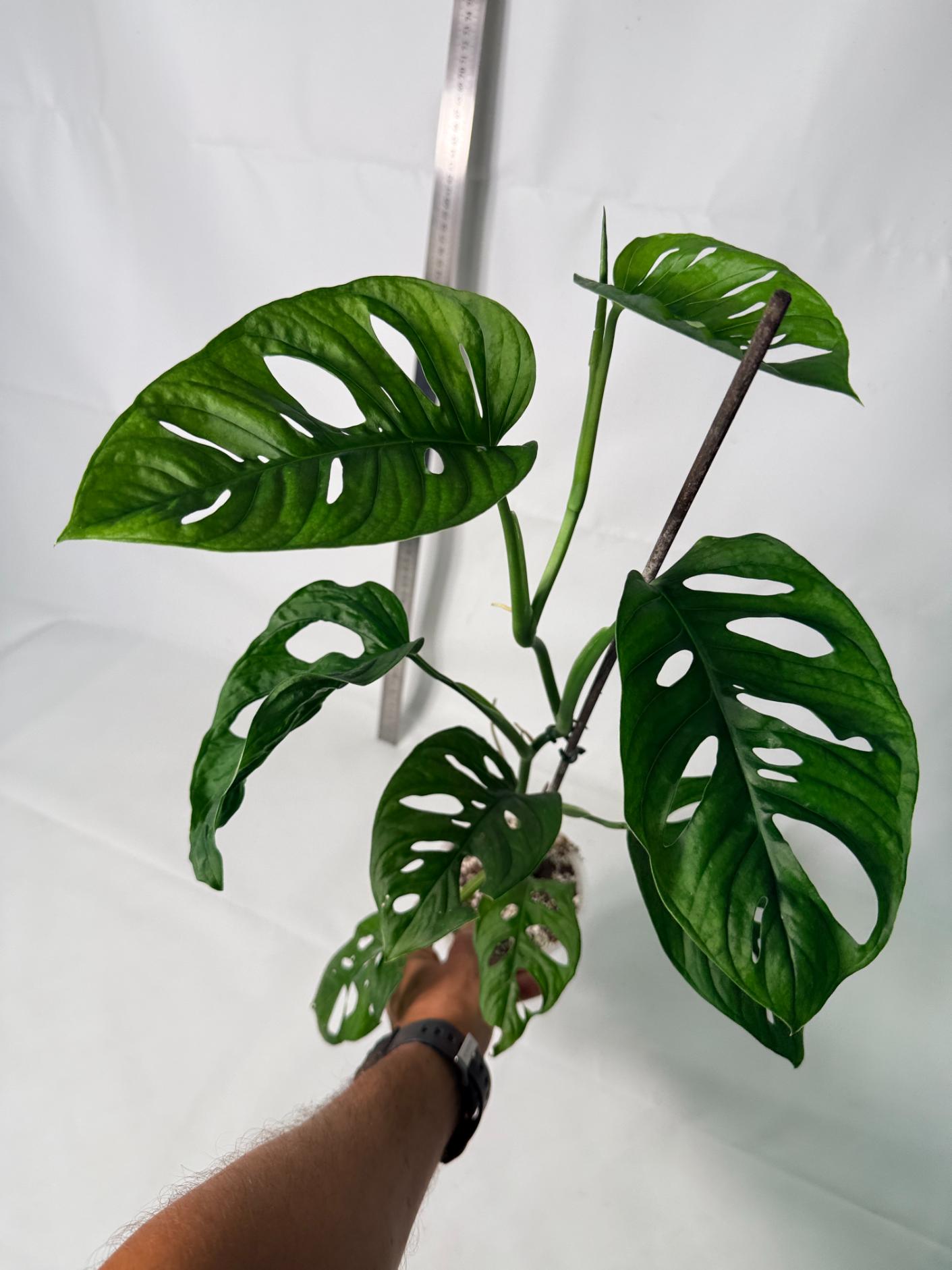 Monstera Adansonii 