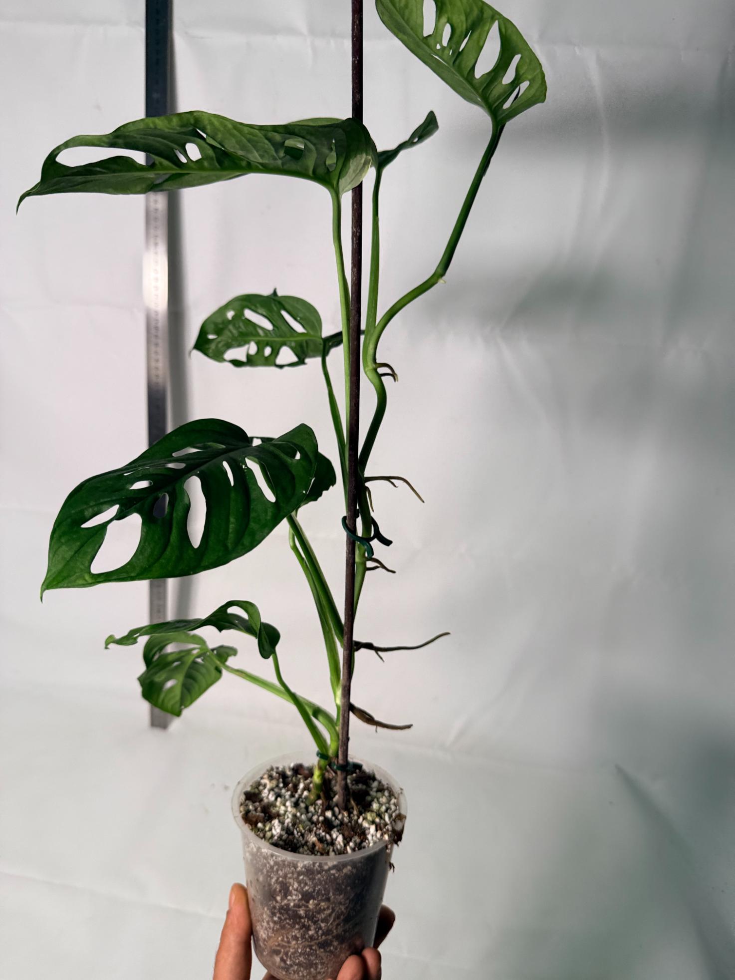 Monstera Adansonii 