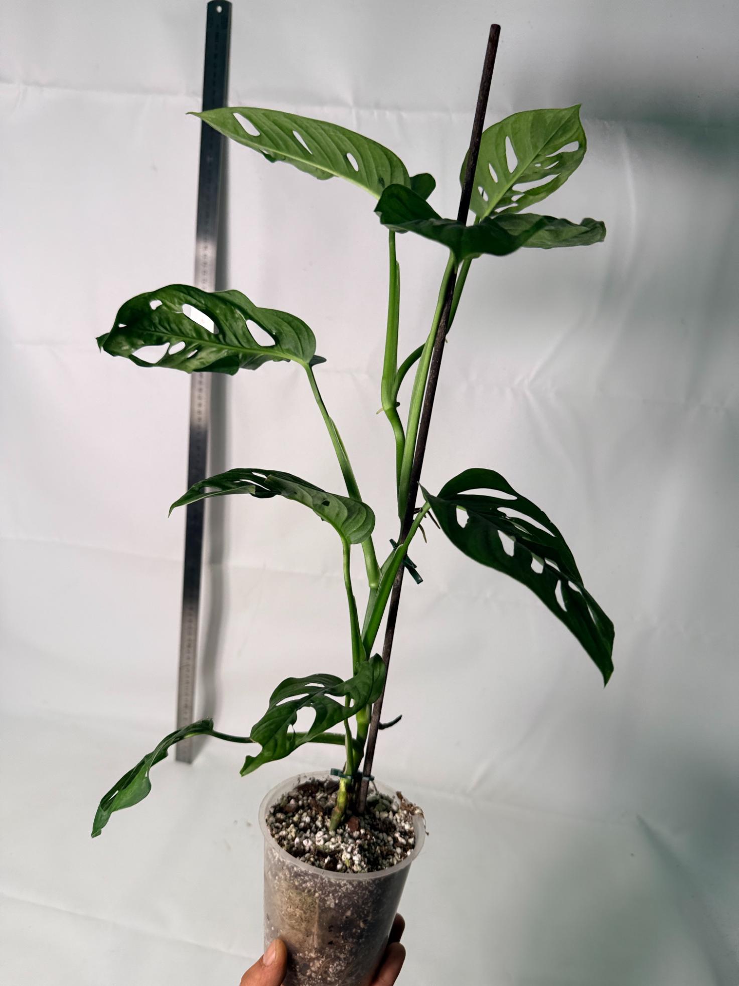 Monstera Adansonii 