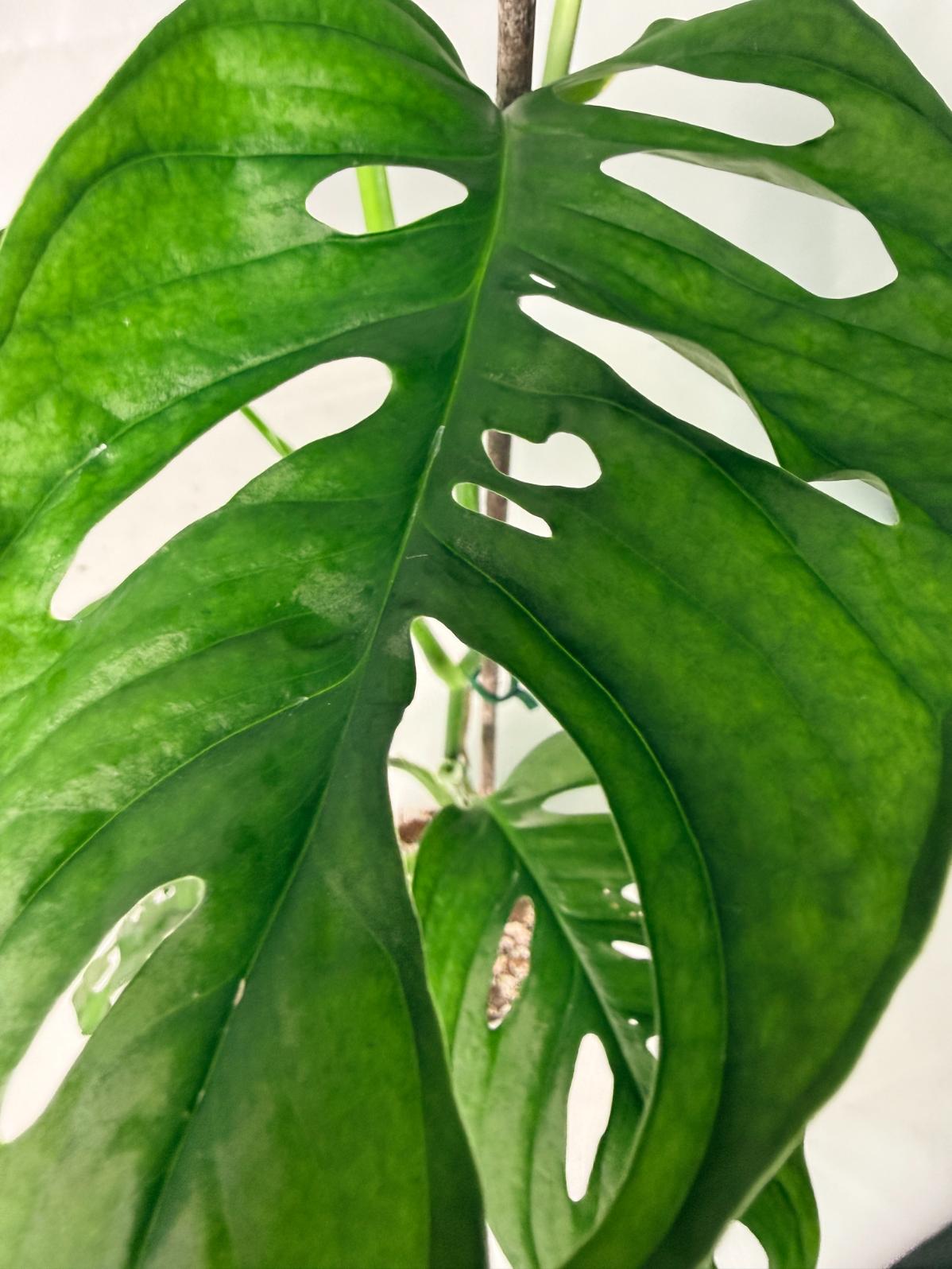 Monstera Adansonii 