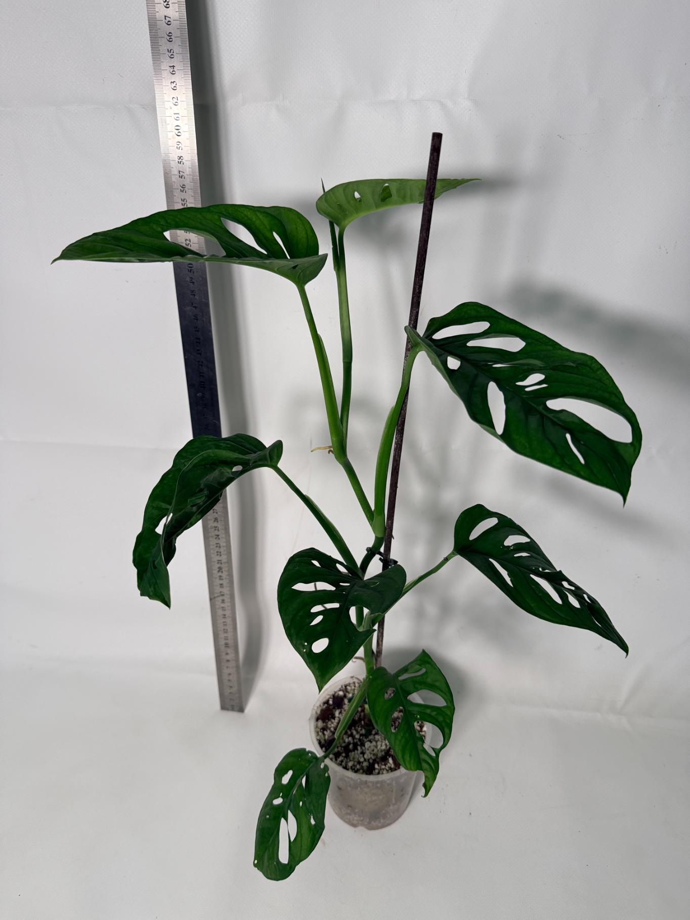 Monstera Adansonii 