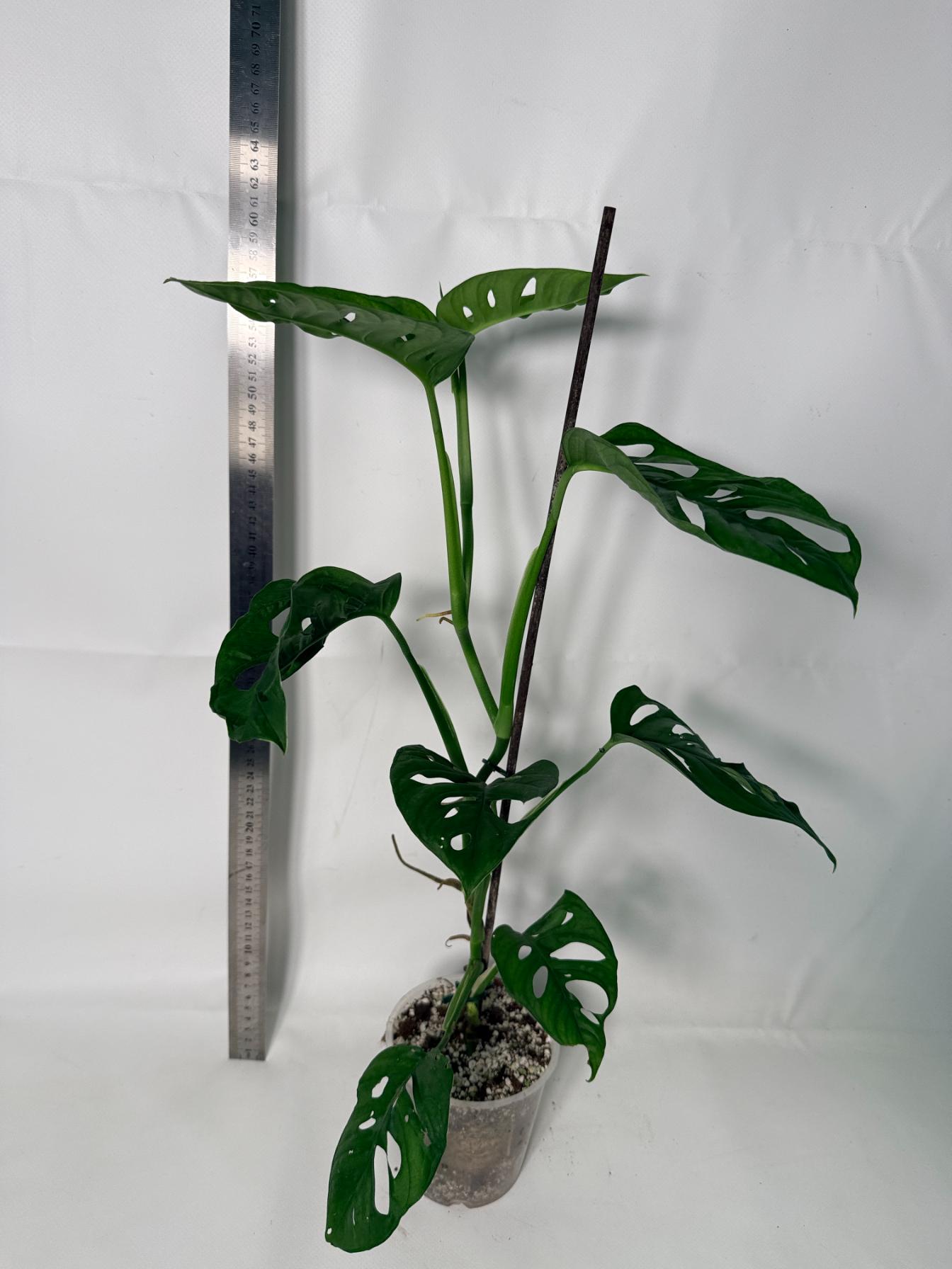 Monstera Adansonii 