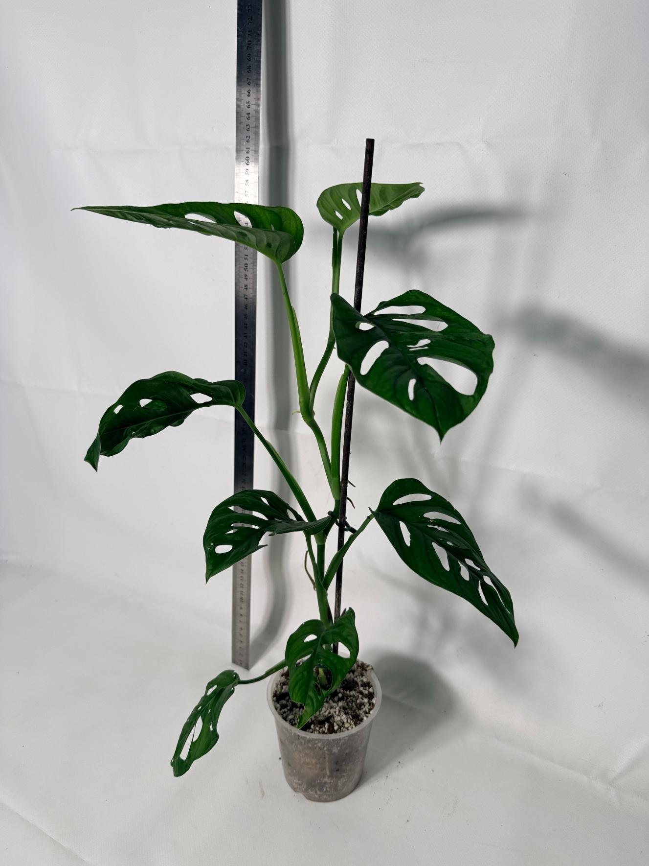 Monstera Adansonii 