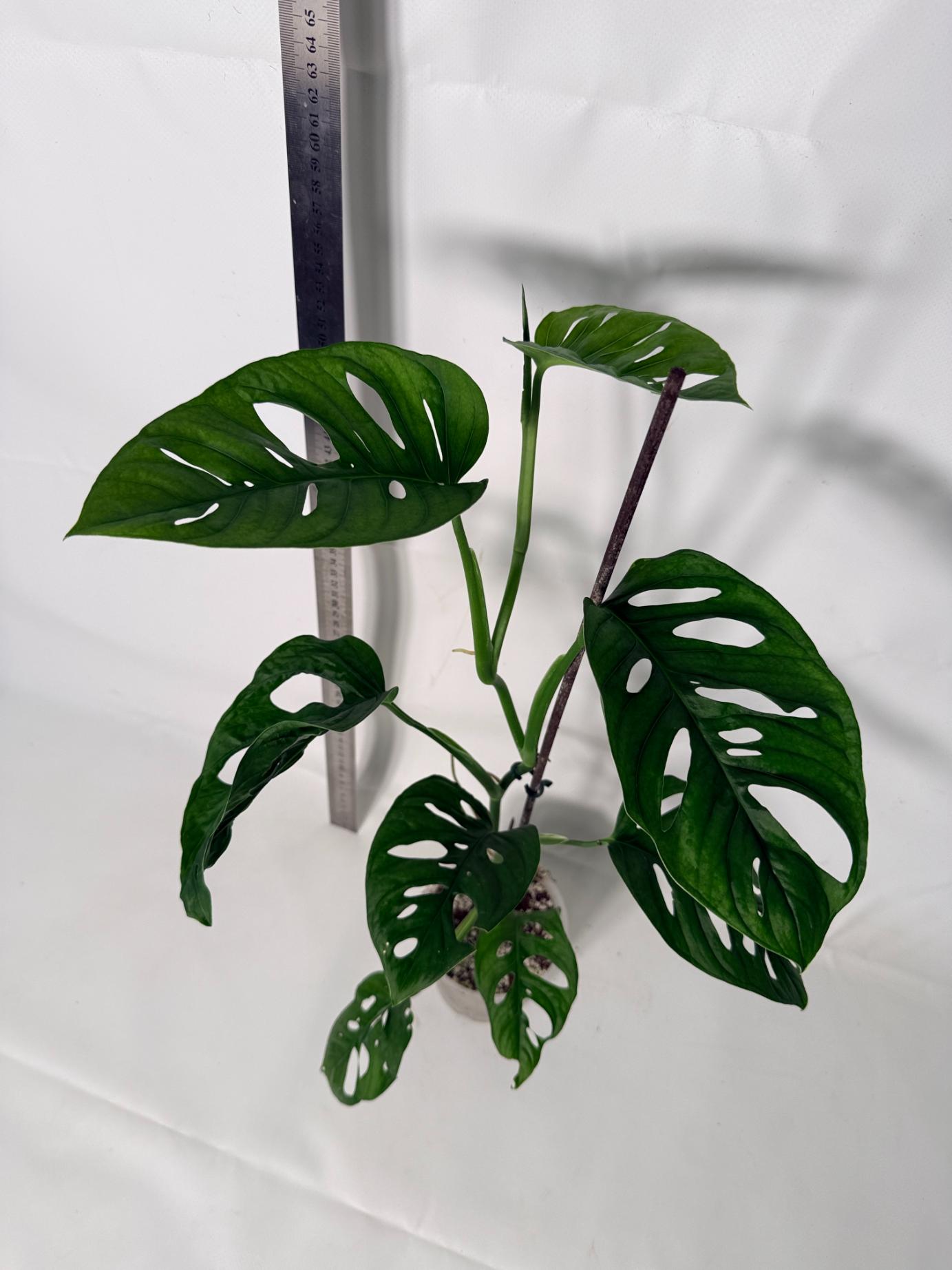Monstera Adansonii 