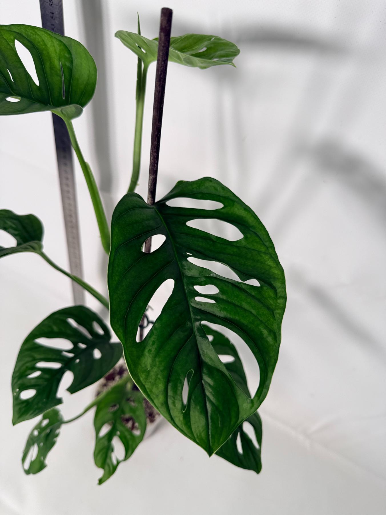 Monstera Adansonii 