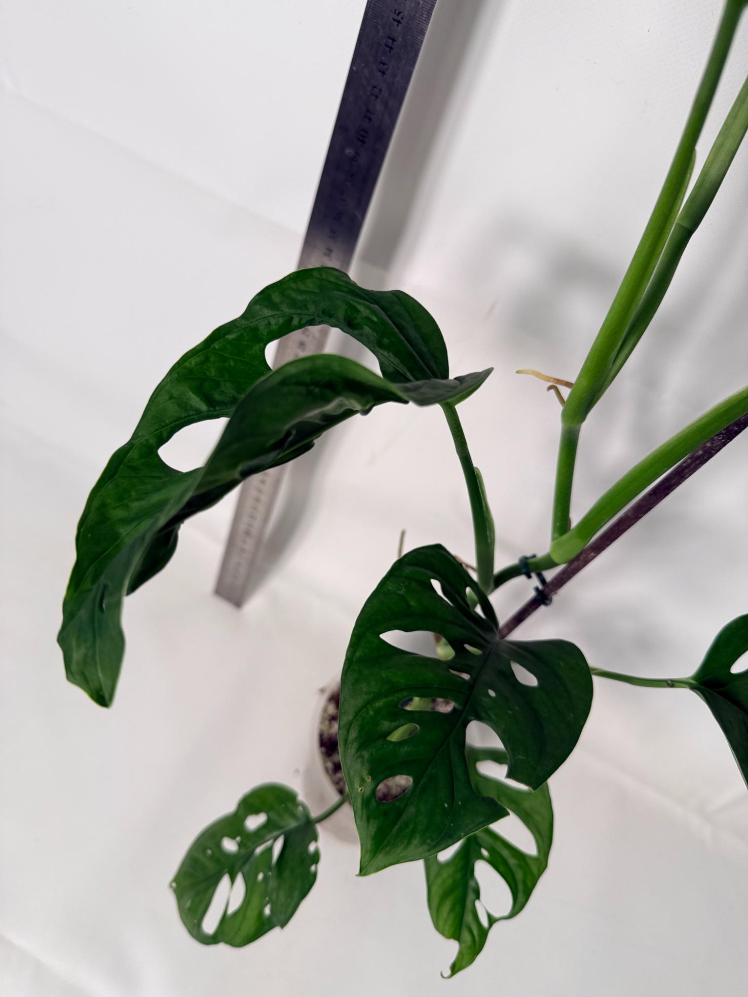 Monstera Adansonii 