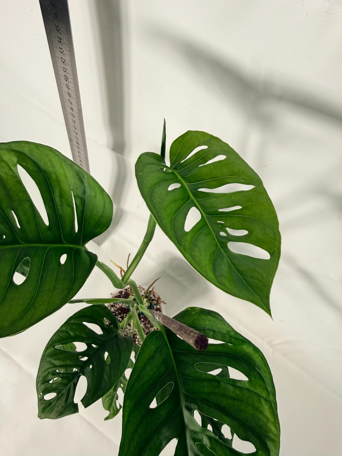 Monstera Adansonii 