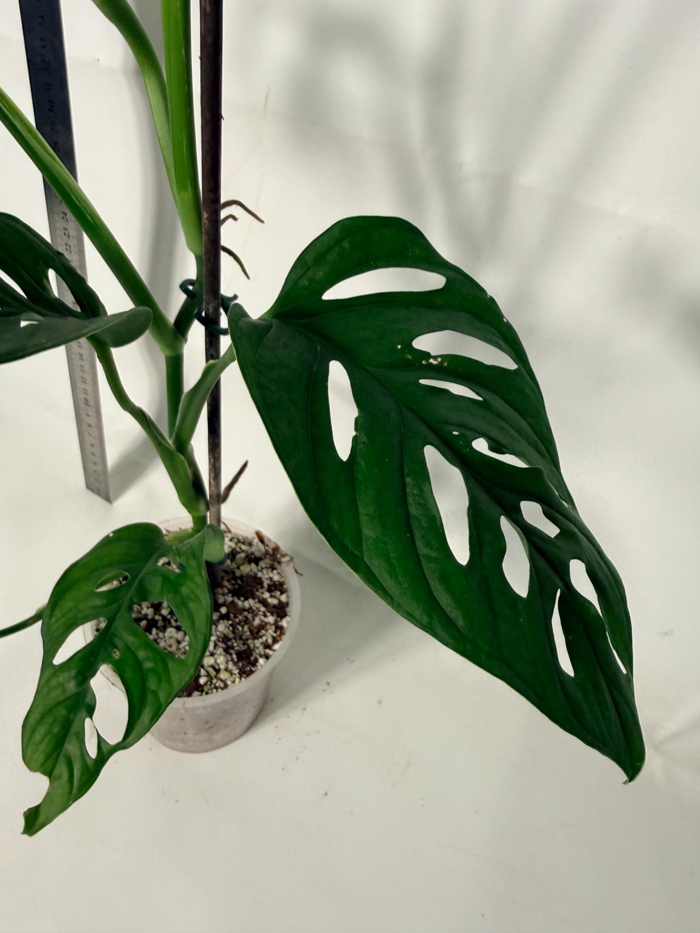 Monstera Adansonii 