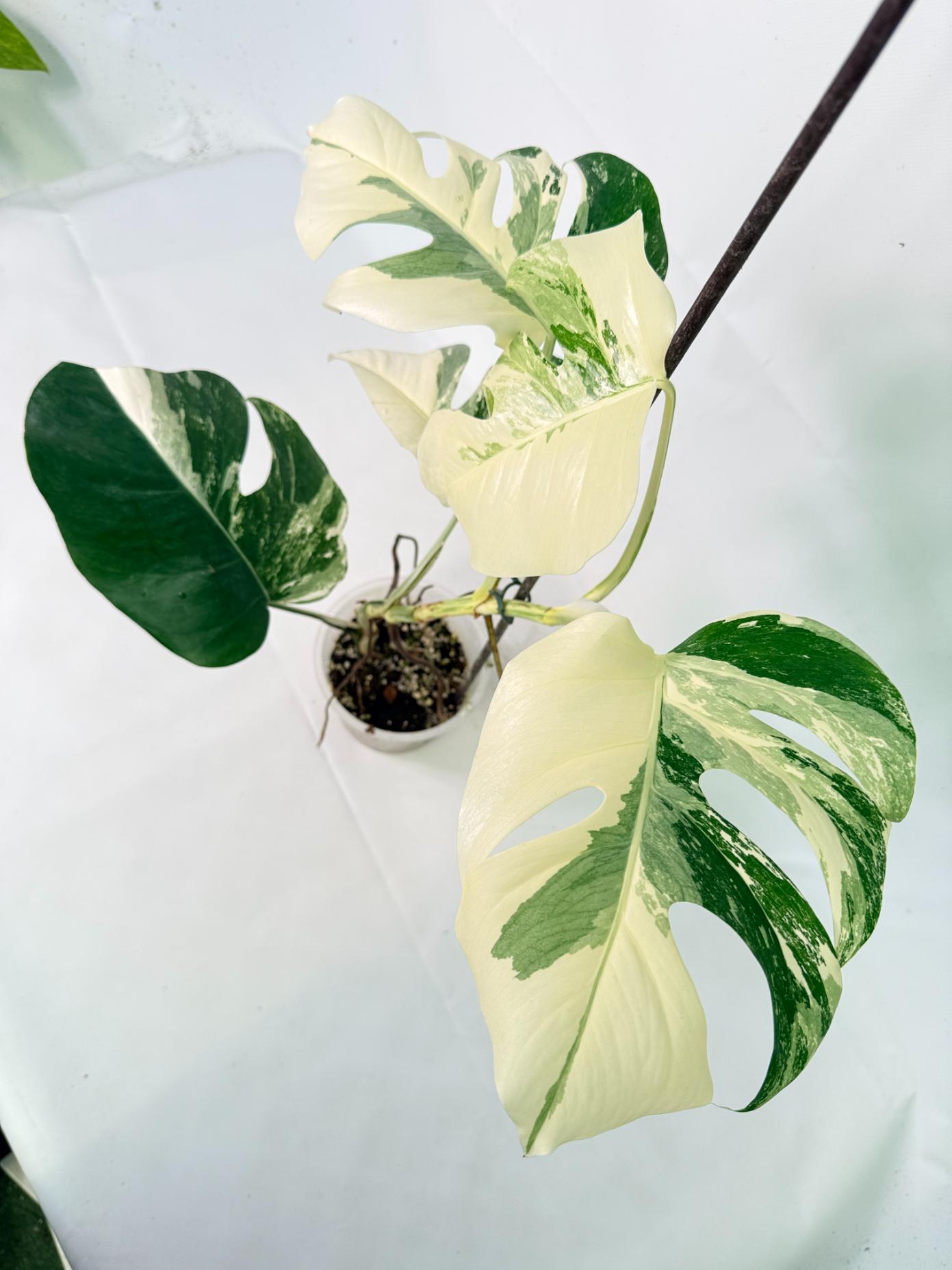      Monstera Albo Variegata XL 09