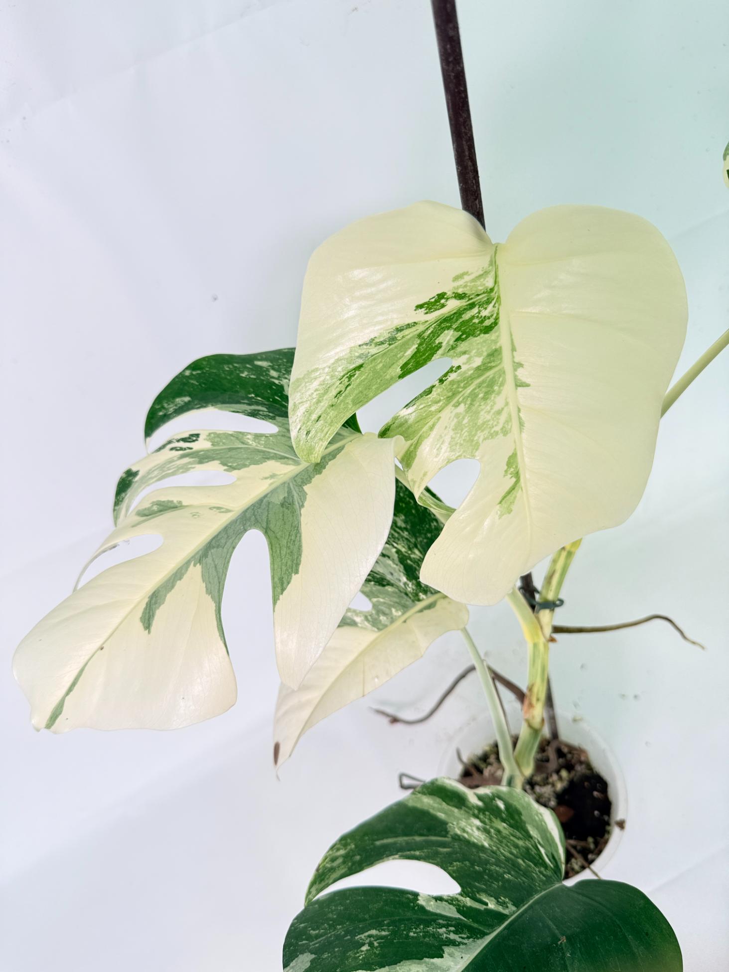 Monstera Albo Variegata XL 10