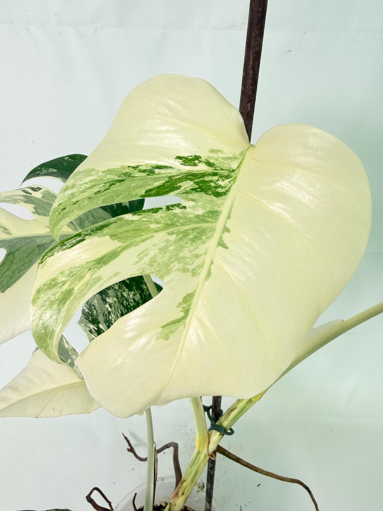 Monstera Albo Variegata XL 11