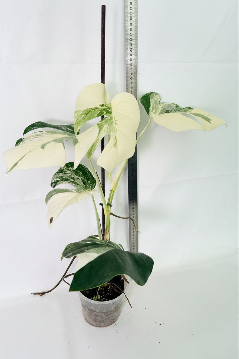 Monstera Albo Variegata 01