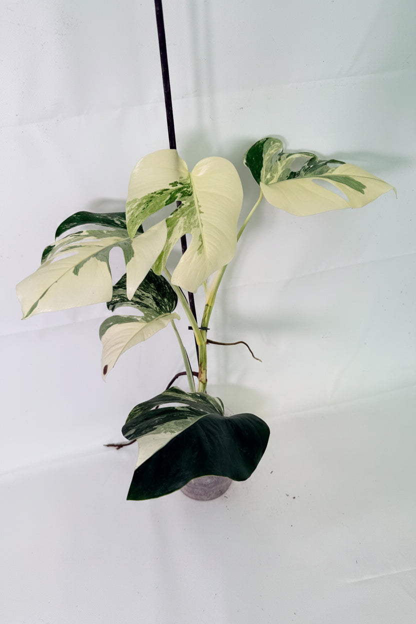 Monstera Albo Variegata 02
