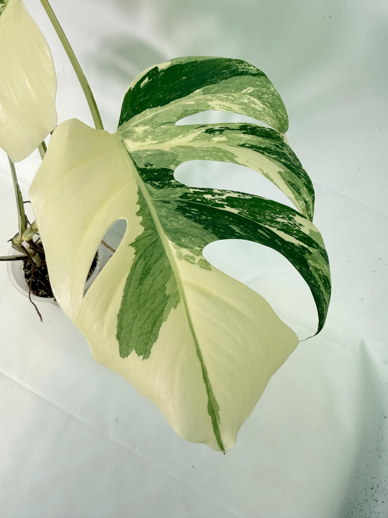 Monstera Albo Variegata XL 03