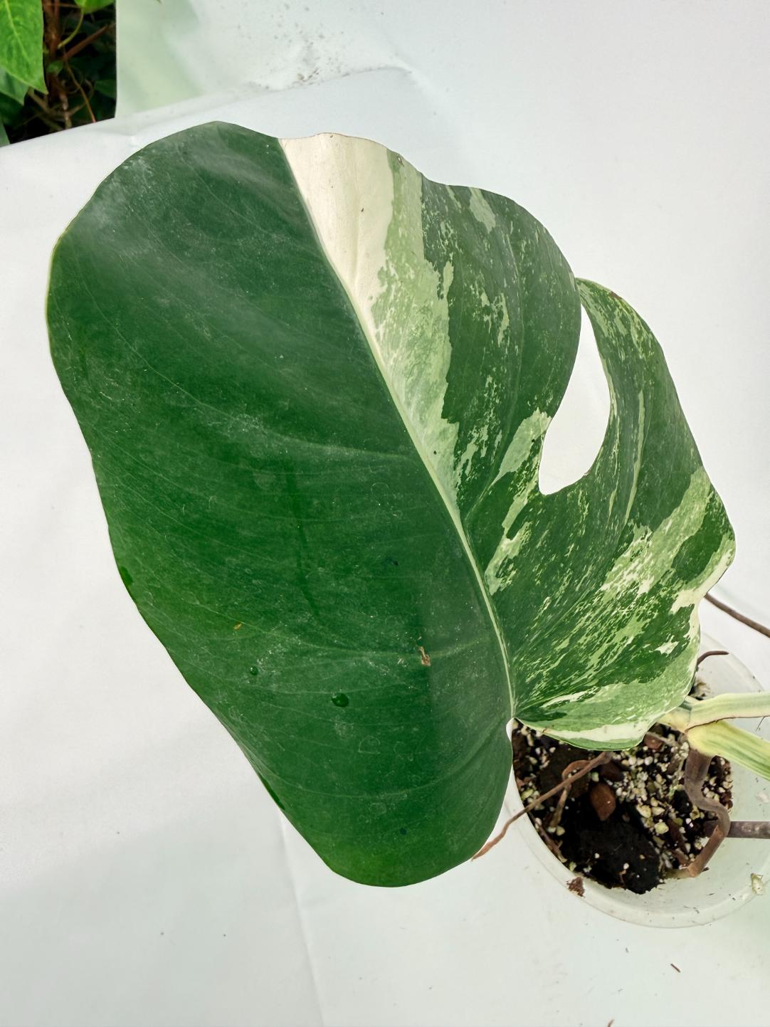 Monstera Albo Variegata XL 04