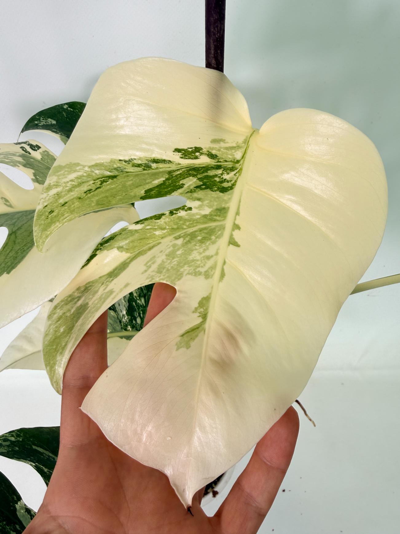 Monstera Albo Variegata XL 05