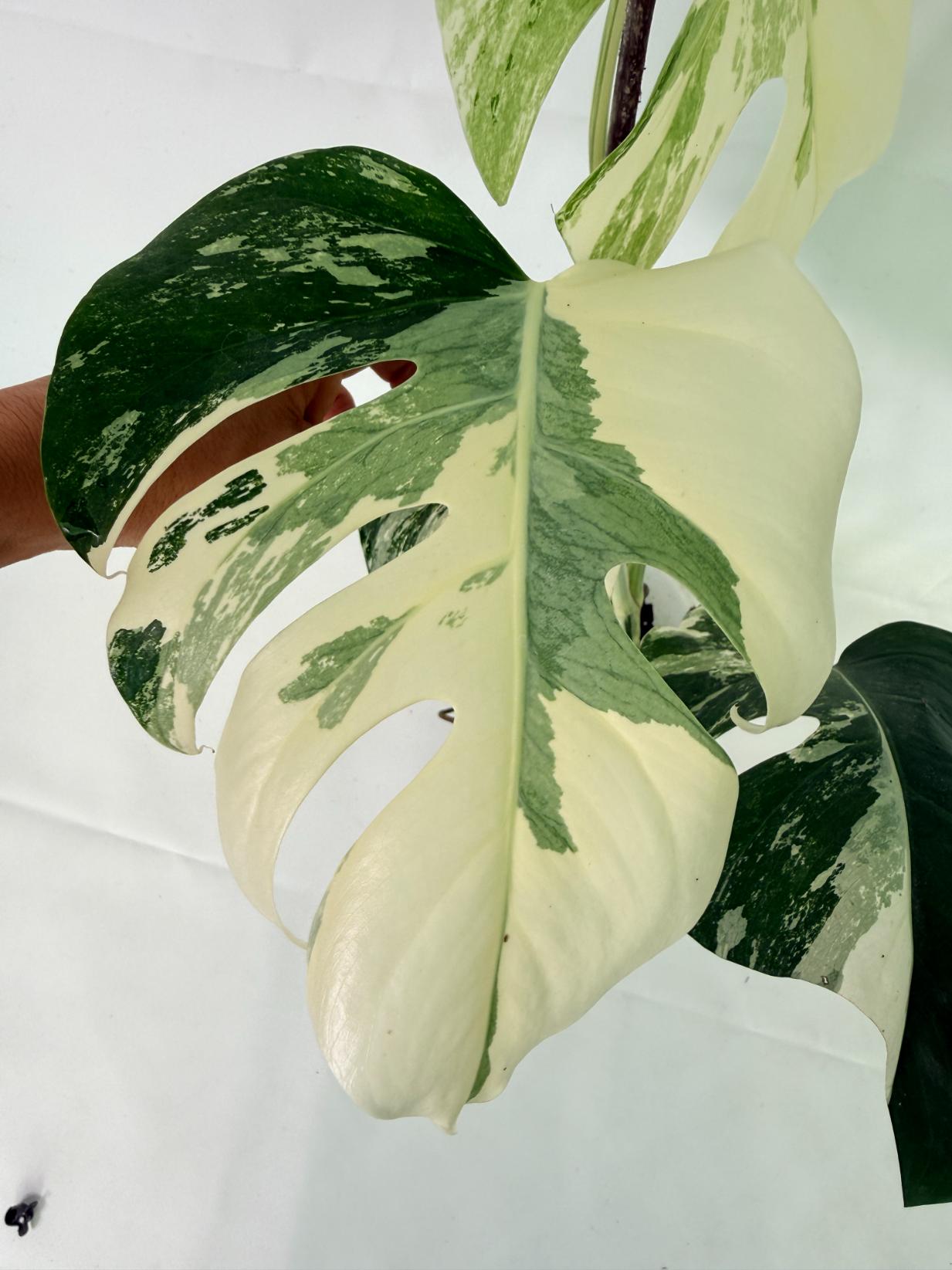 Monstera Albo Variegata XL 06