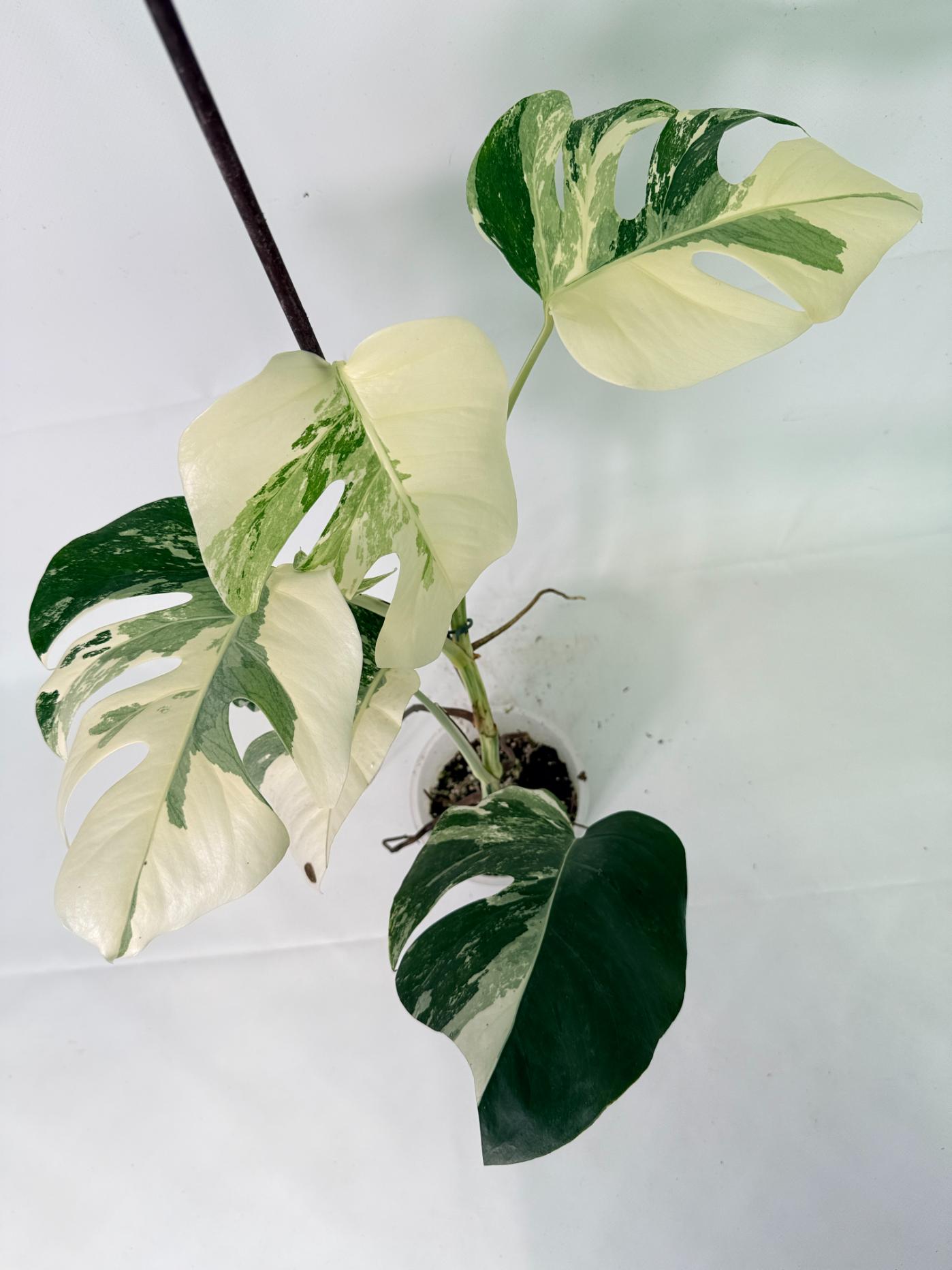 Monstera Albo Variegata XL 07