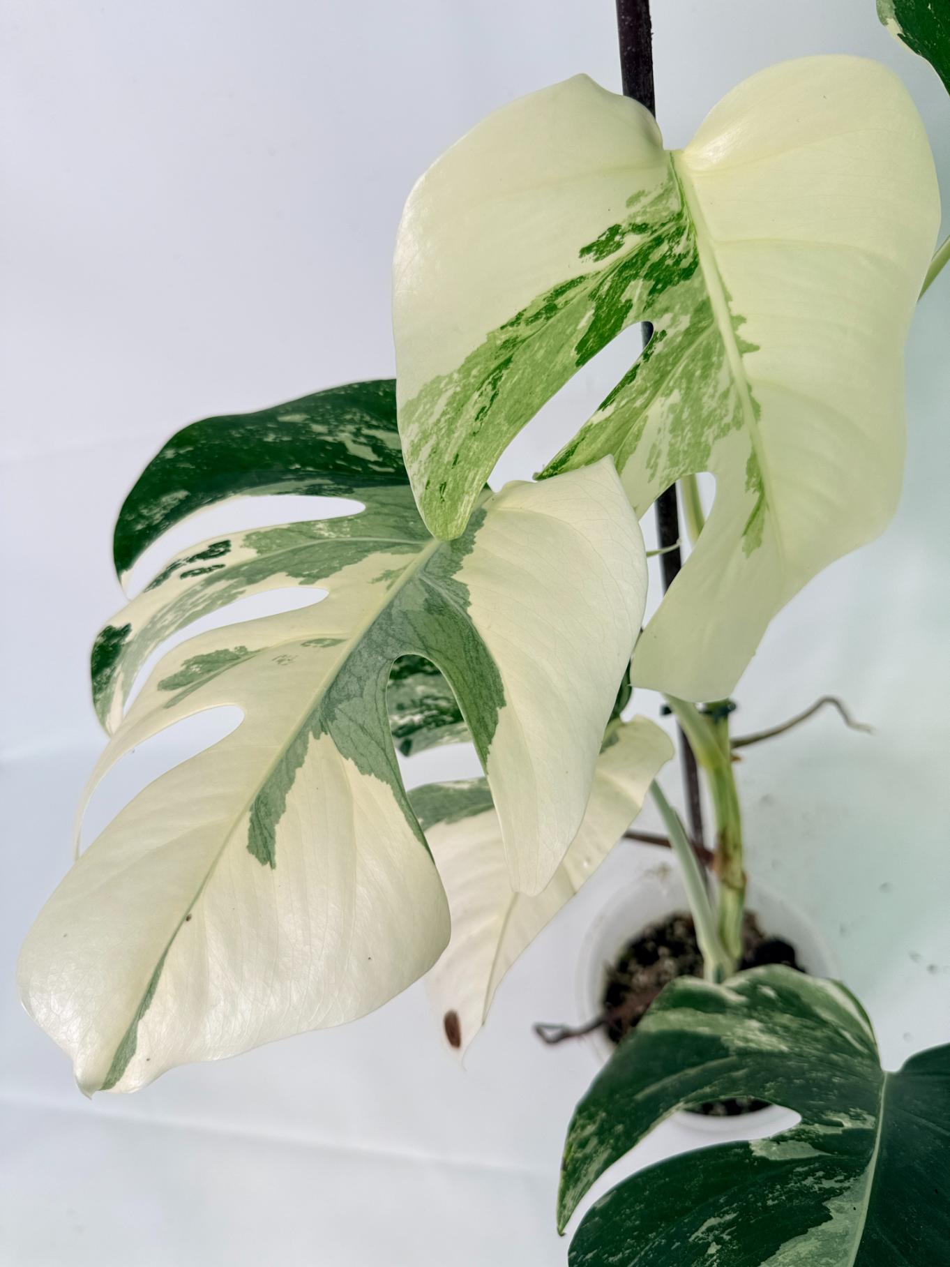 Monstera Albo Variegata XL 08                                                                                                         