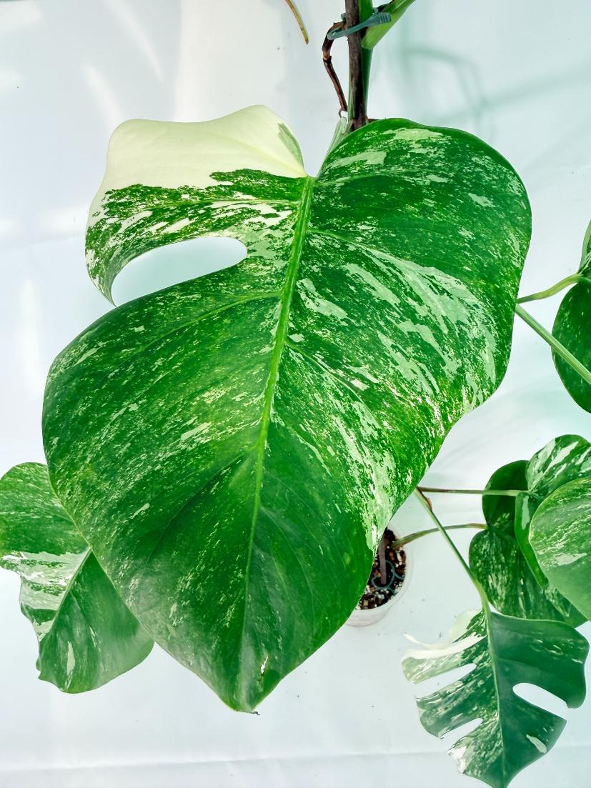 Monstera Albo Variegata XXL 08