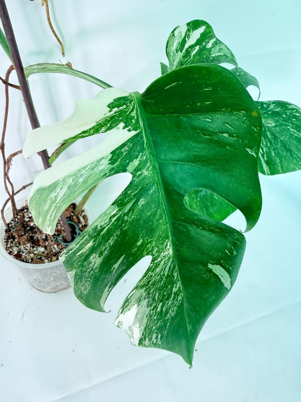 Monstera Albo Variegata XXL 09