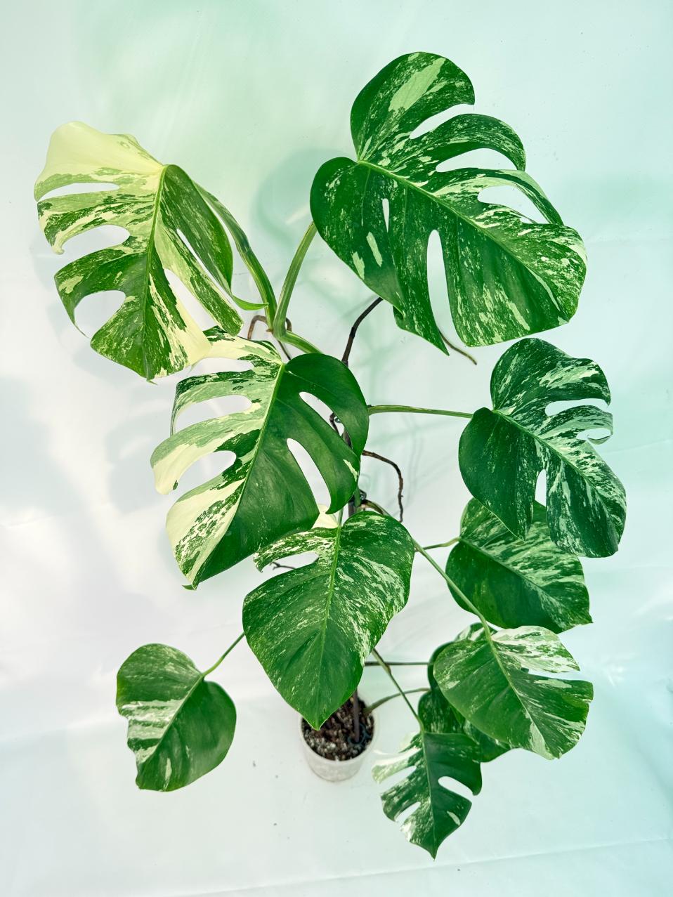 Monstera Albo Variegata XXL 10