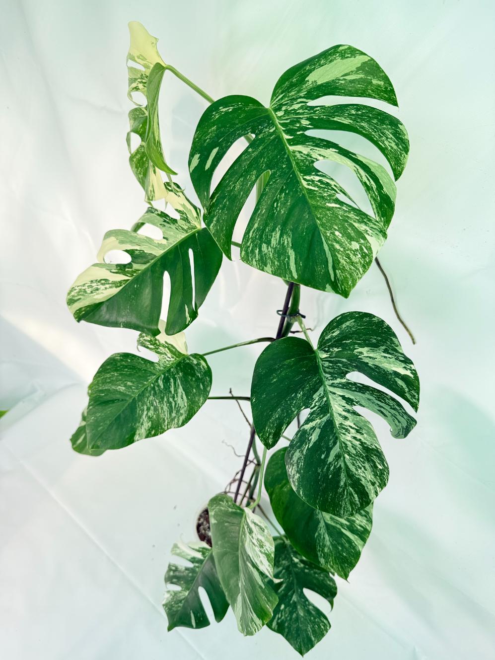 Monstera Albo Variegata XXL 11