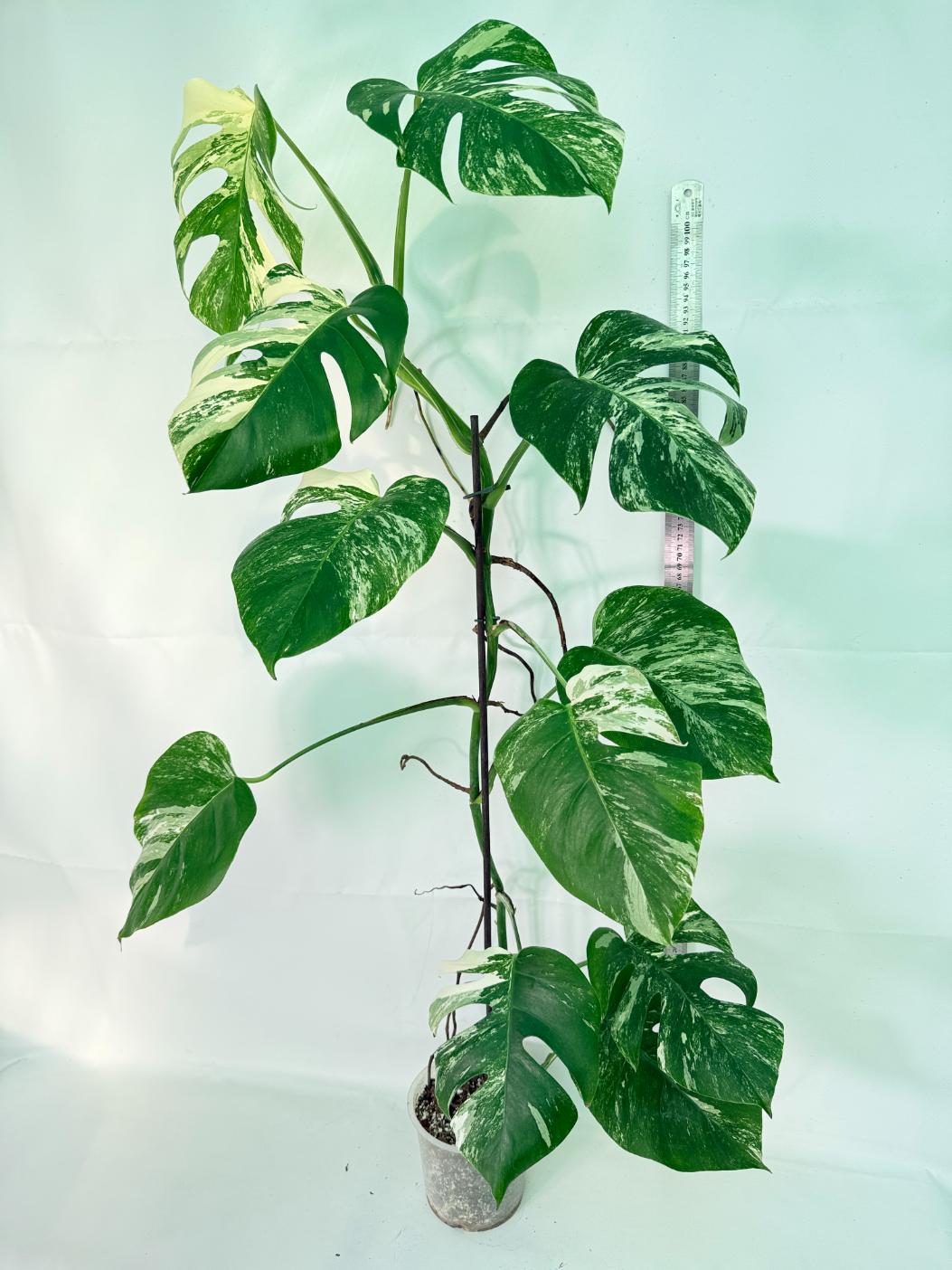 Monstera Albo Variegata XXL 02