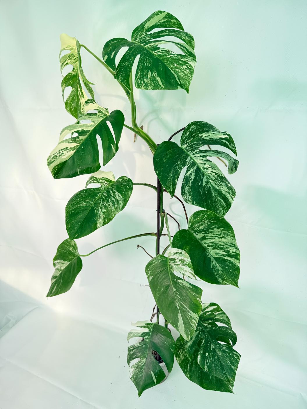 Monstera Albo Variegata XXL 01