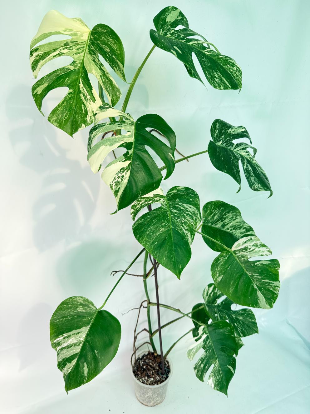Monstera Albo Variegata XXL 03