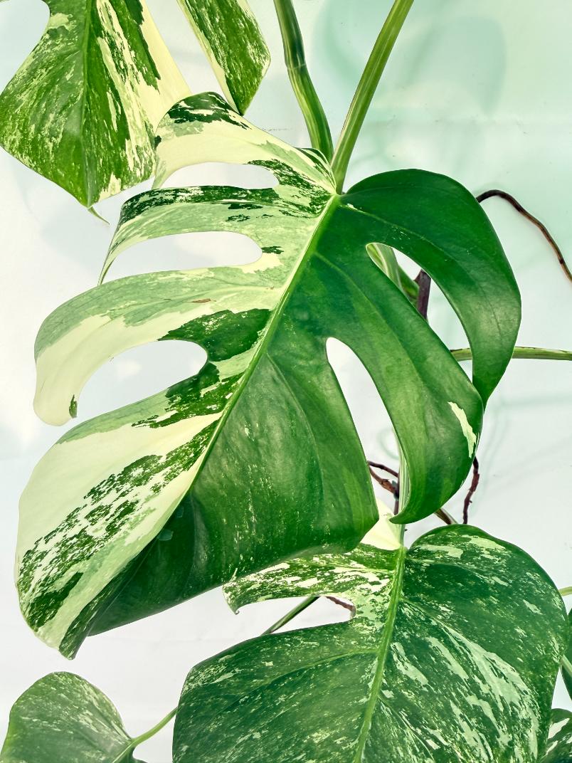 Monstera Albo Variegata XXL 04