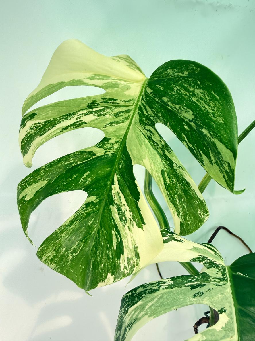 Monstera Albo Variegata XXL 05