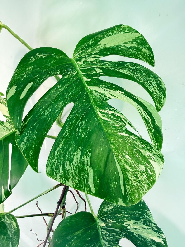 Monstera Albo Variegata XXL 06