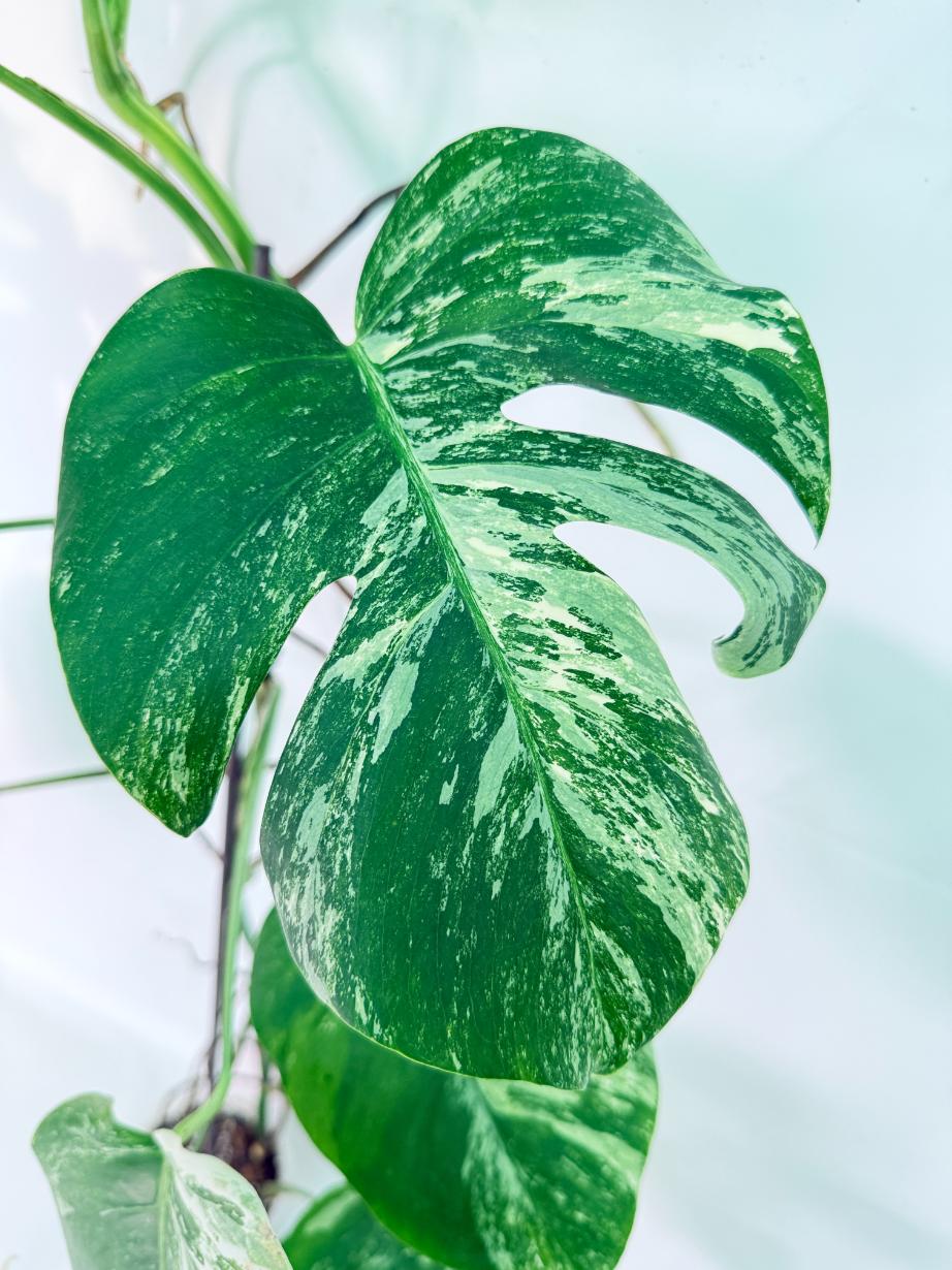 Monstera Albo Variegata XXL 07