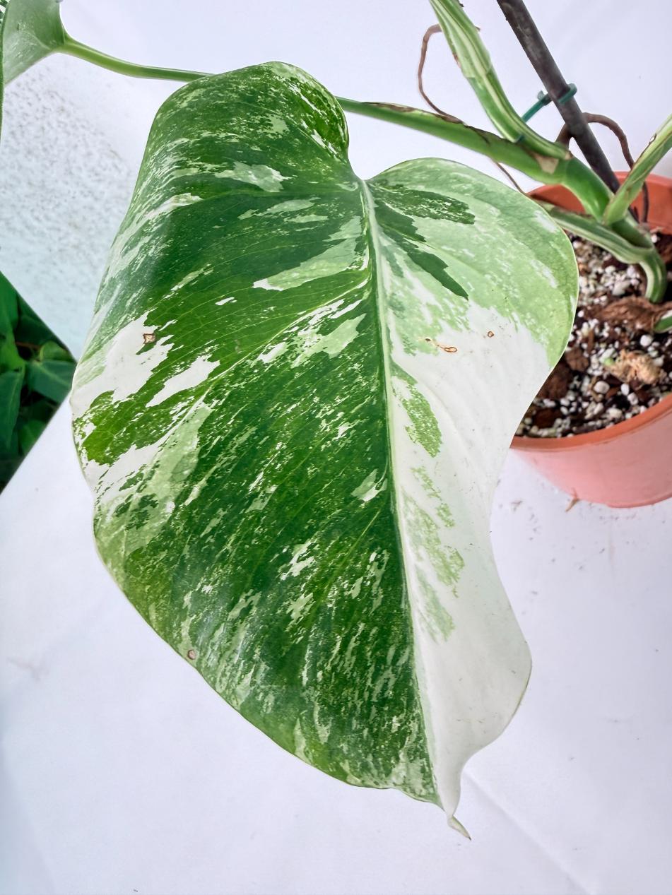 Monstera Albo Variegata XL 08