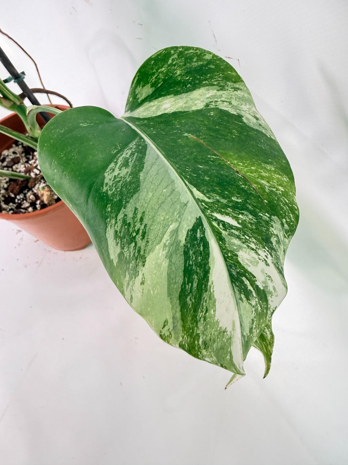Monstera Albo Variegata XL 09