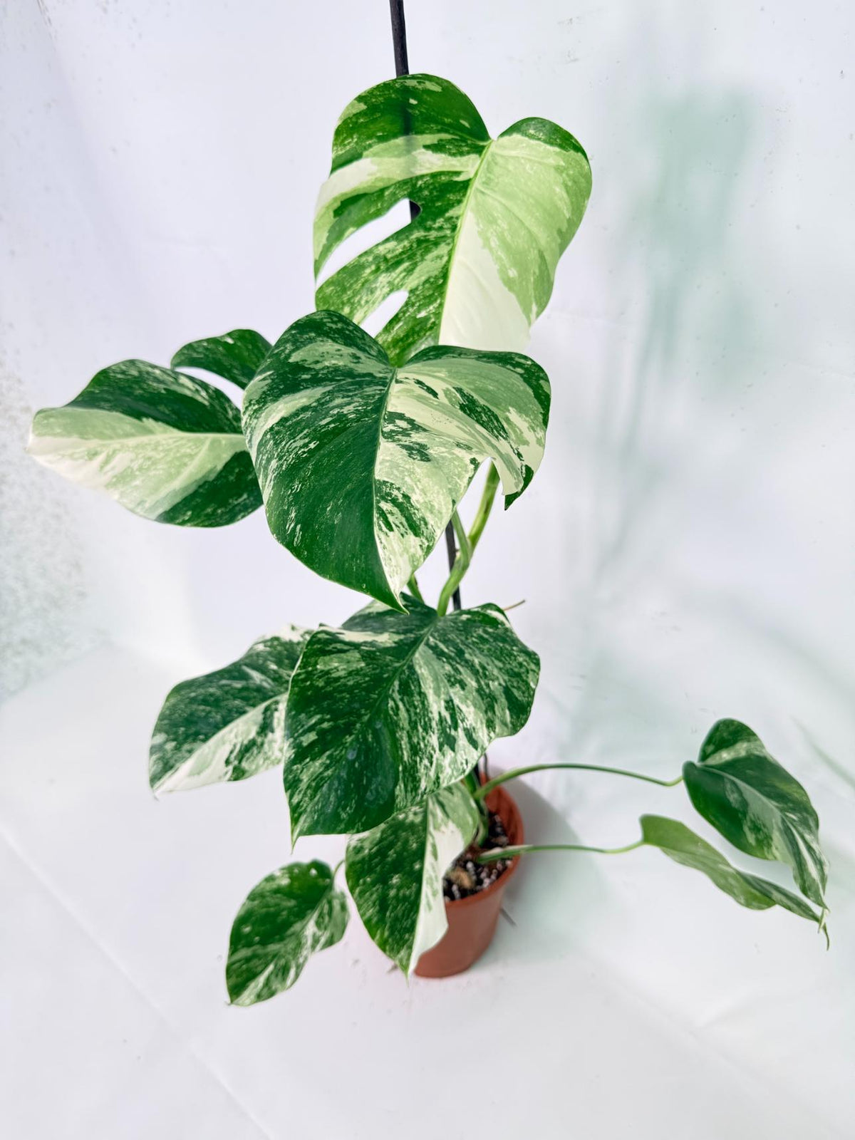 Monstera Albo Variegata XL 10