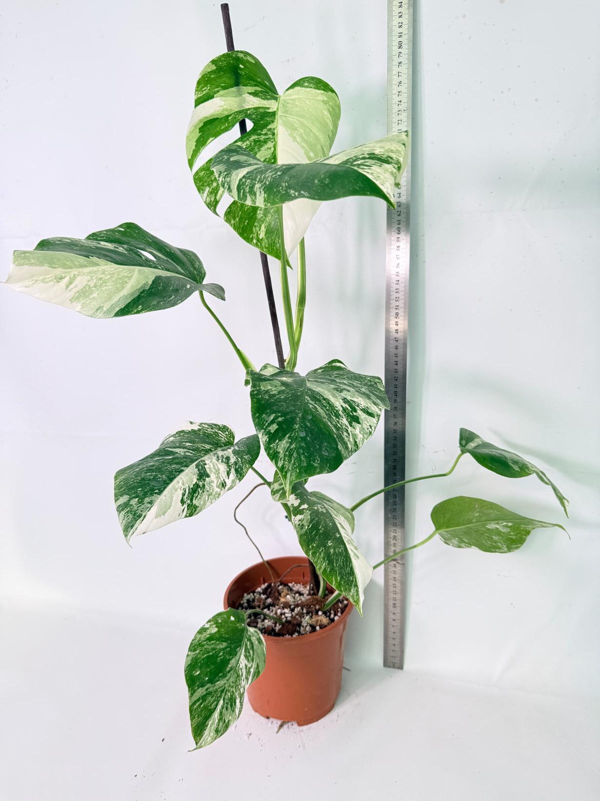 Monstera Albo Variegata XL 11