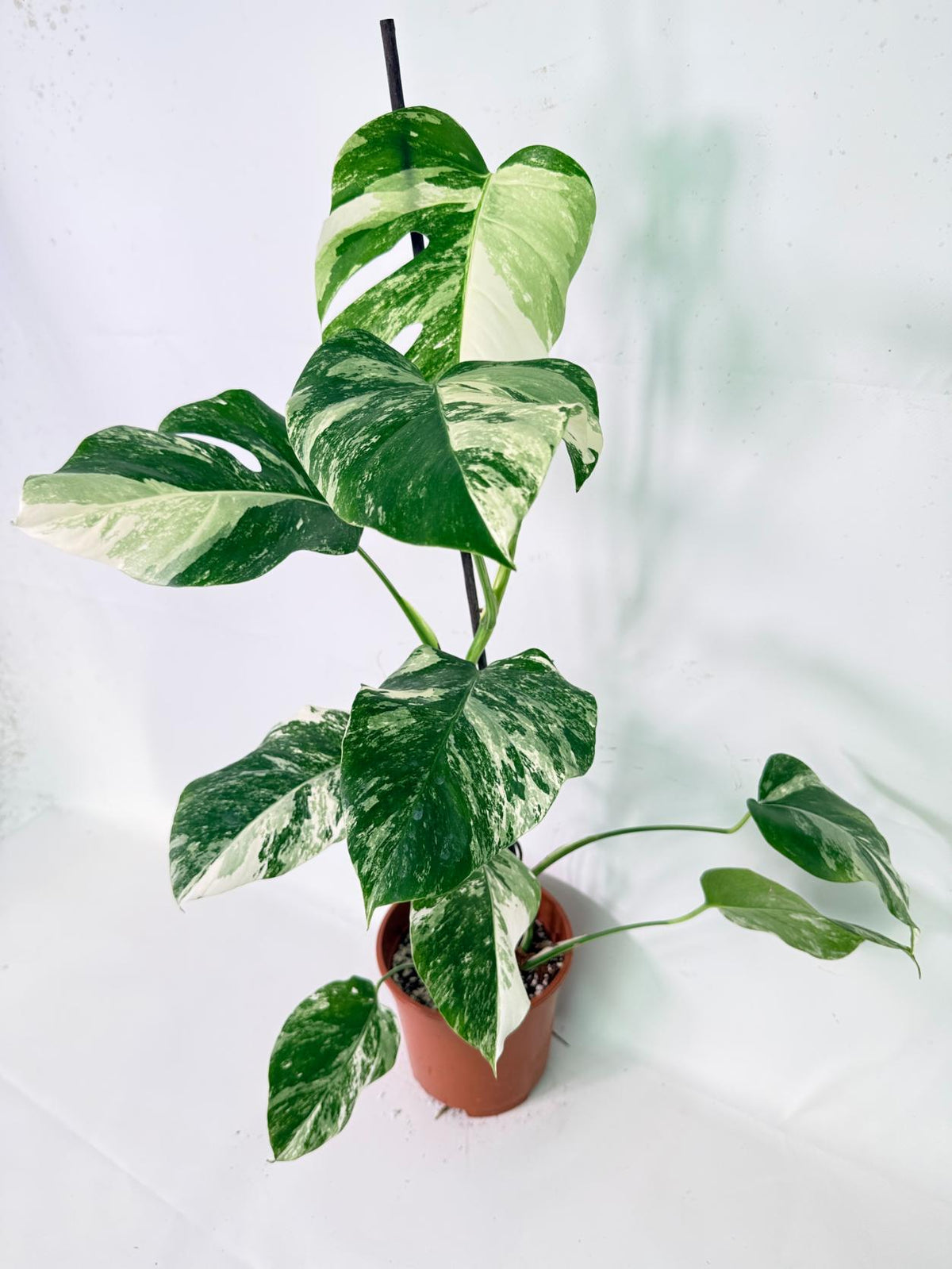 Monstera Albo Variegata XL 01